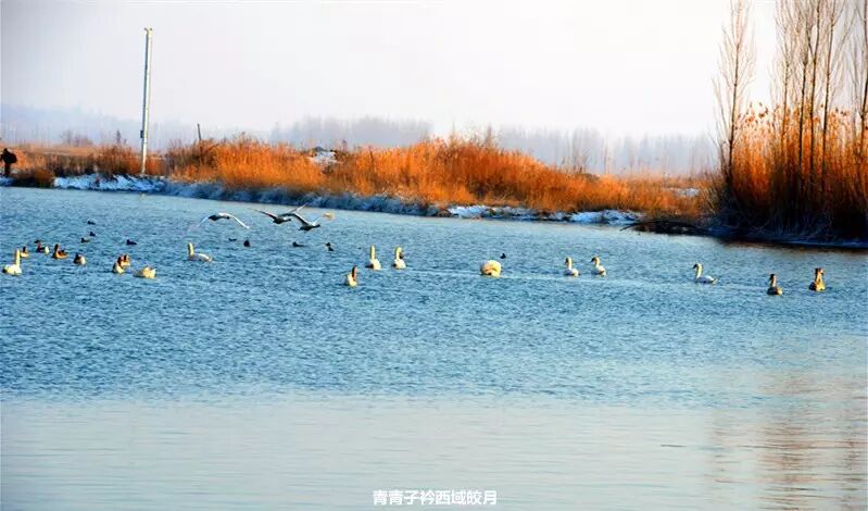 冬日来塞外江南看水上精灵 <wbr>英塔木天鹅湖