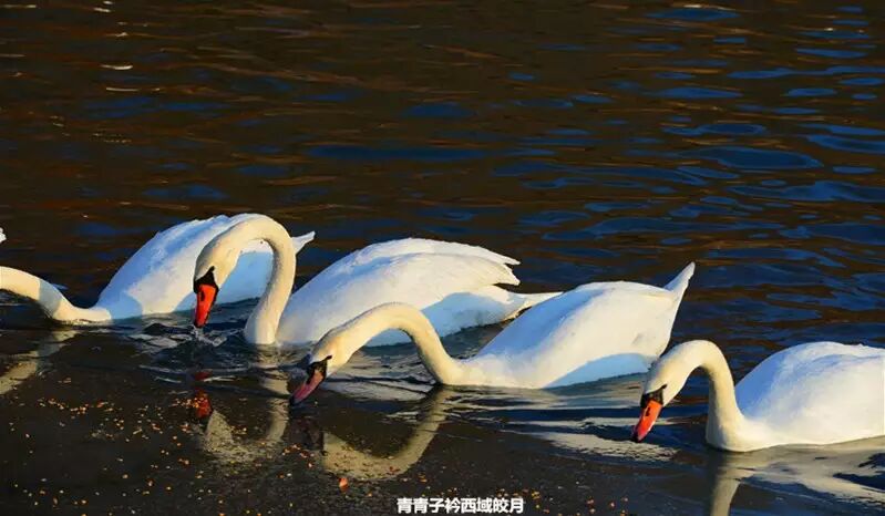 冬日来塞外江南看水上精灵 <wbr>英塔木天鹅湖