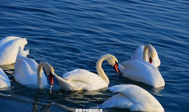 冬日来塞外江南看水上精灵 <wbr>英塔木天鹅湖