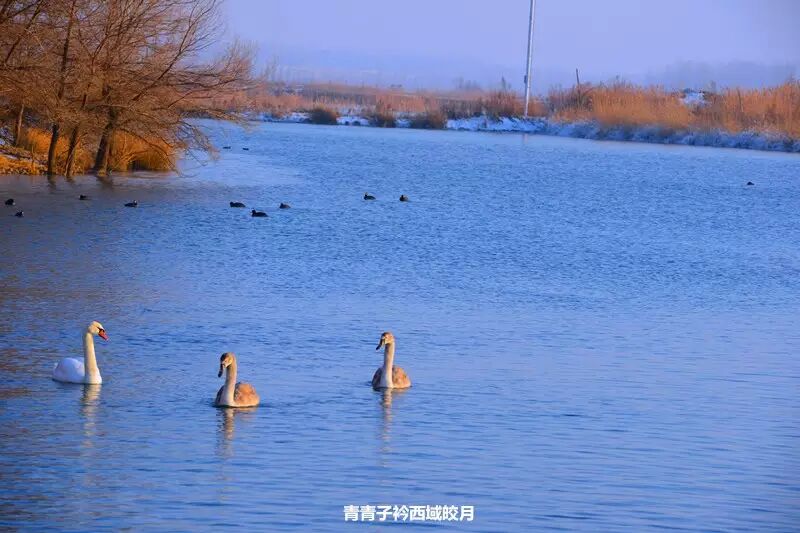 冬日来塞外江南看水上精灵 <wbr>英塔木天鹅湖