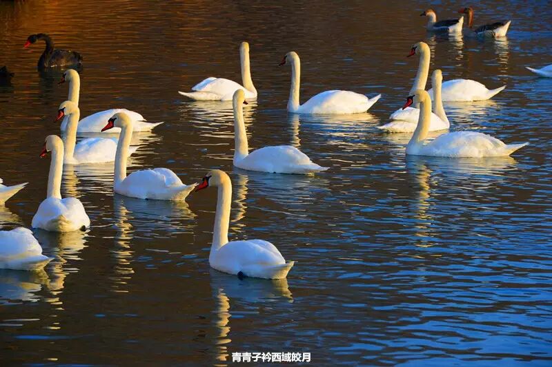 冬日来塞外江南看水上精灵 <wbr>英塔木天鹅湖