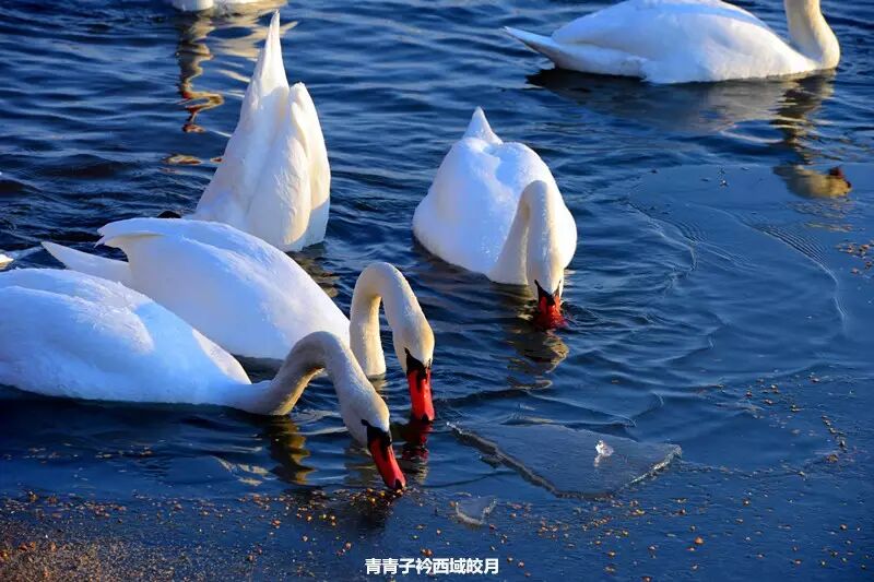 冬日来塞外江南看水上精灵 <wbr>英塔木天鹅湖