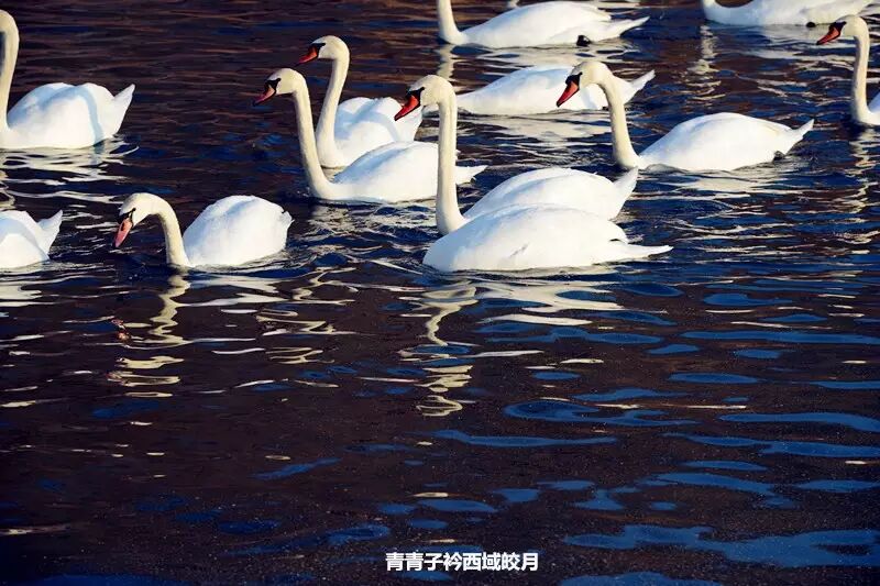 冬日来塞外江南看水上精灵 <wbr>英塔木天鹅湖