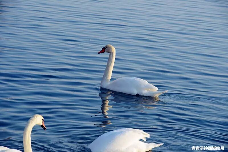 冬日来塞外江南看水上精灵 <wbr>英塔木天鹅湖