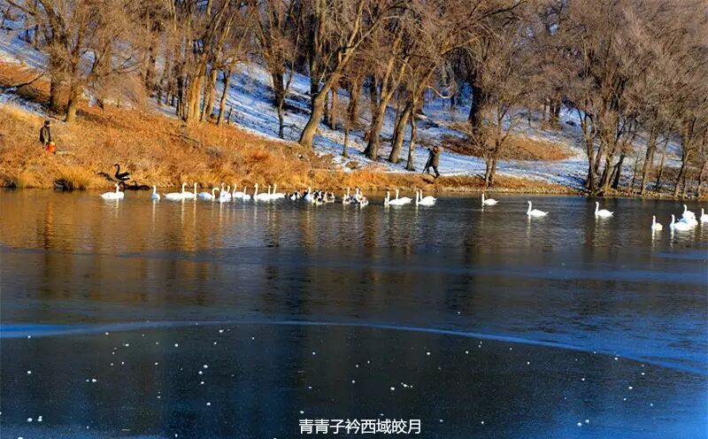冬日来塞外江南看水上精灵 <wbr>英塔木天鹅湖