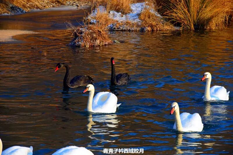 冬日来塞外江南看水上精灵 <wbr>英塔木天鹅湖