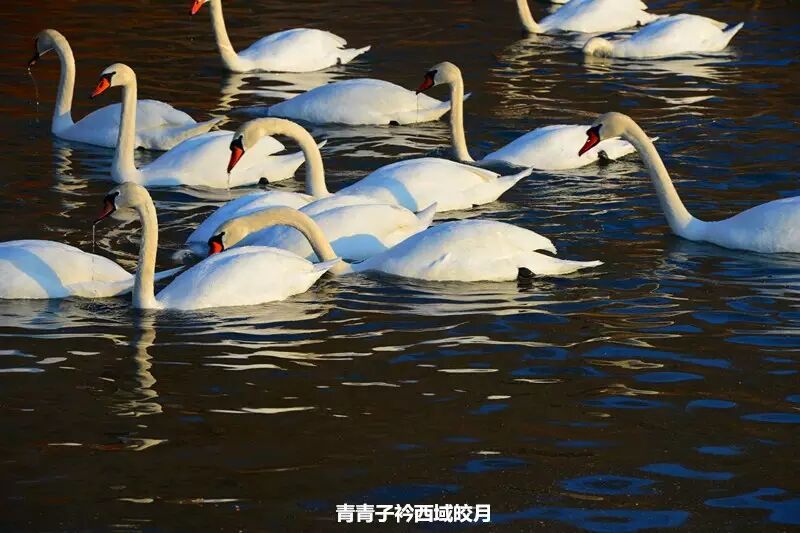 冬日来塞外江南看水上精灵 <wbr>英塔木天鹅湖