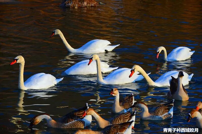 冬日来塞外江南看水上精灵 <wbr>英塔木天鹅湖