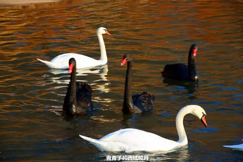 冬日来塞外江南看水上精灵 <wbr>英塔木天鹅湖