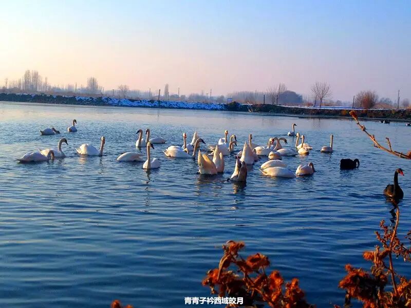 冬日来塞外江南看水上精灵 <wbr>英塔木天鹅湖