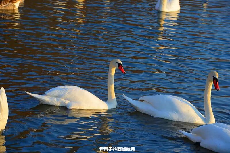 冬日来塞外江南看水上精灵 <wbr>英塔木天鹅湖