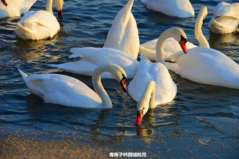 冬日来塞外江南看水上精灵 <wbr>英塔木天鹅湖