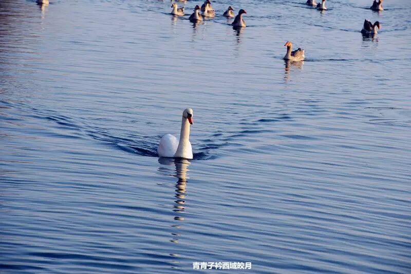 冬日来塞外江南看水上精灵 <wbr>英塔木天鹅湖