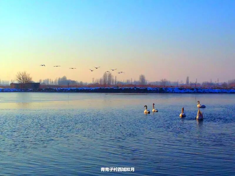 冬日来塞外江南看水上精灵 <wbr>英塔木天鹅湖