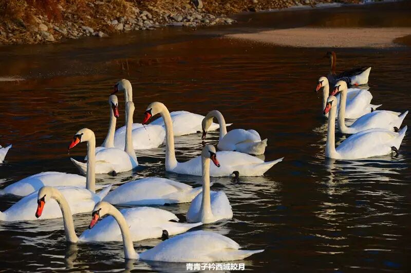 冬日来塞外江南看水上精灵 <wbr>英塔木天鹅湖