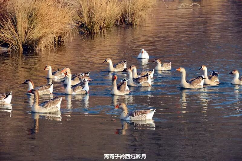 冬日来塞外江南看水上精灵 <wbr>英塔木天鹅湖