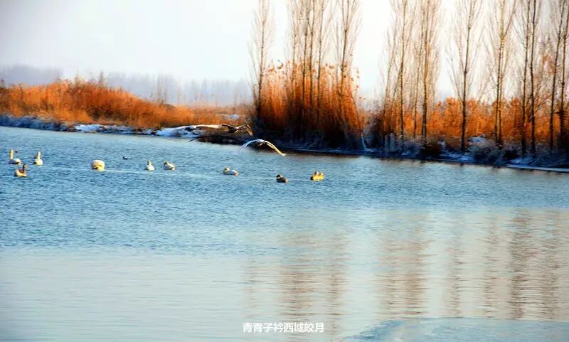 冬日来塞外江南看水上精灵 <wbr>英塔木天鹅湖