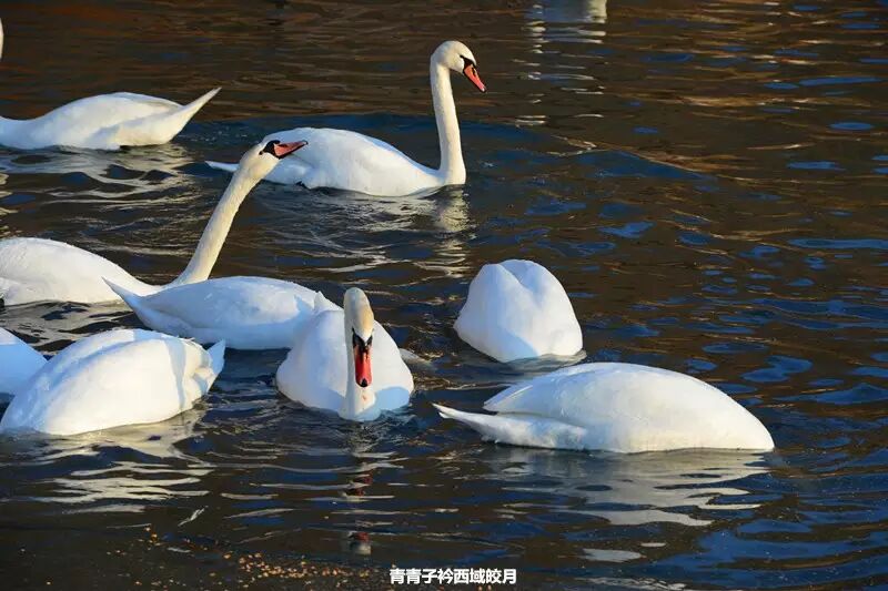 冬日来塞外江南看水上精灵 <wbr>英塔木天鹅湖