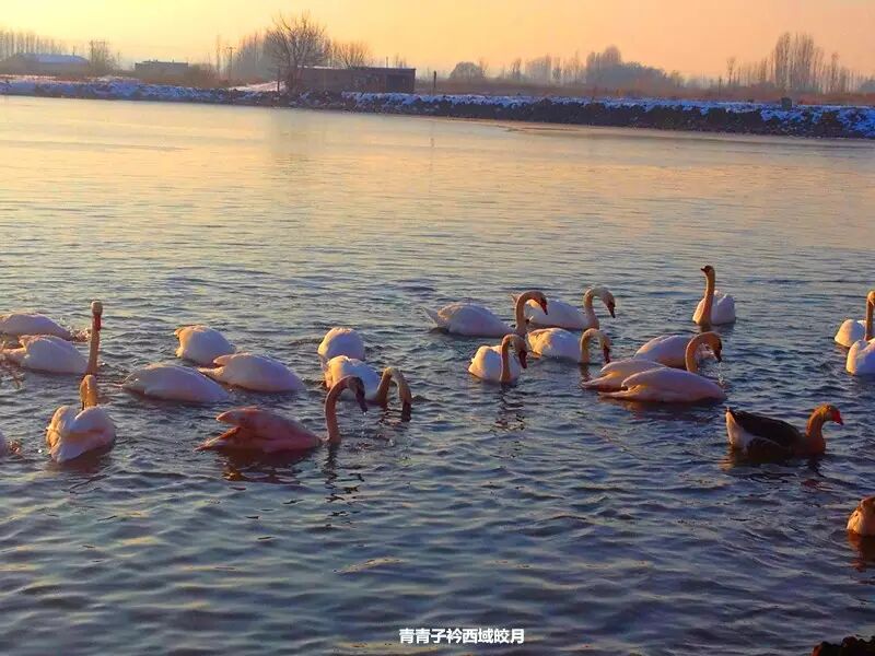 冬日来塞外江南看水上精灵 <wbr>英塔木天鹅湖