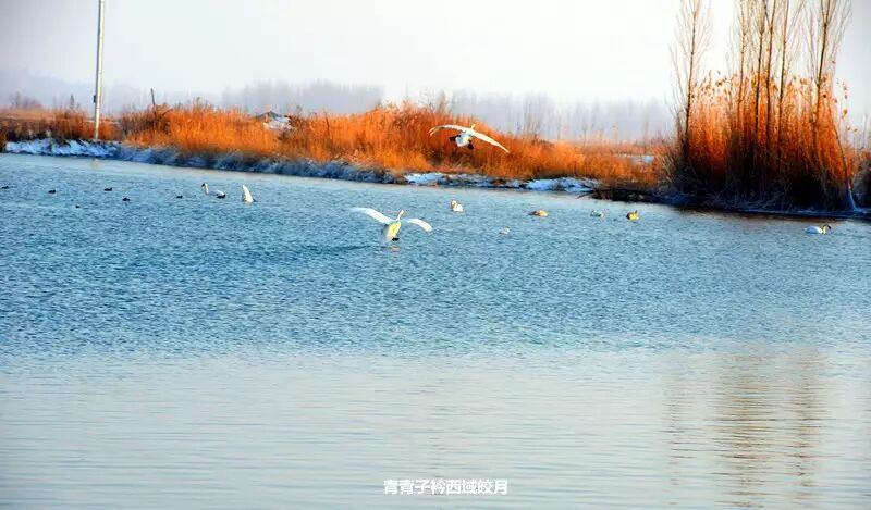 冬日来塞外江南看水上精灵 <wbr>英塔木天鹅湖