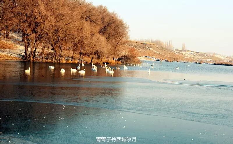 冬日来塞外江南看水上精灵 <wbr>英塔木天鹅湖