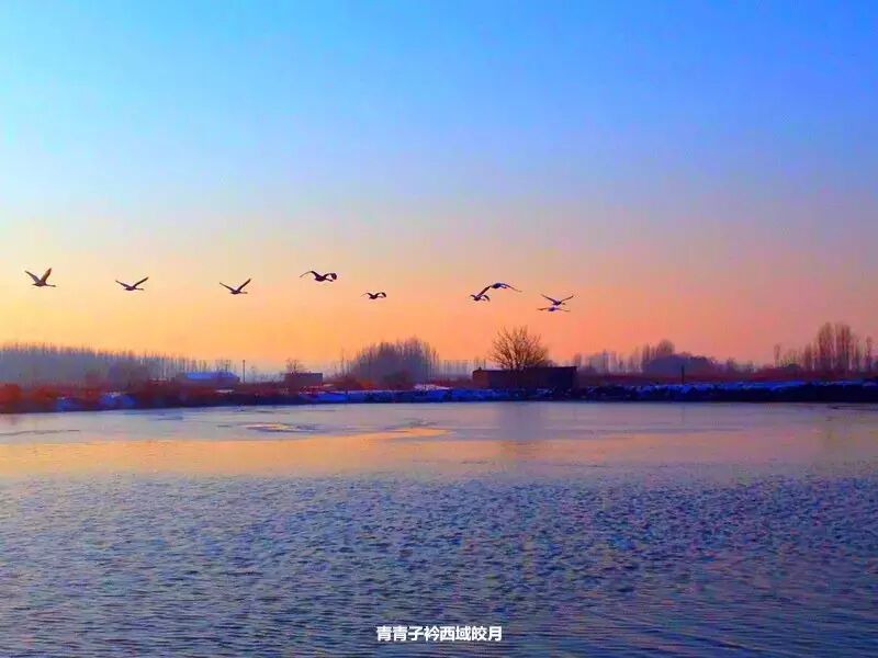冬日来塞外江南看水上精灵 <wbr>英塔木天鹅湖