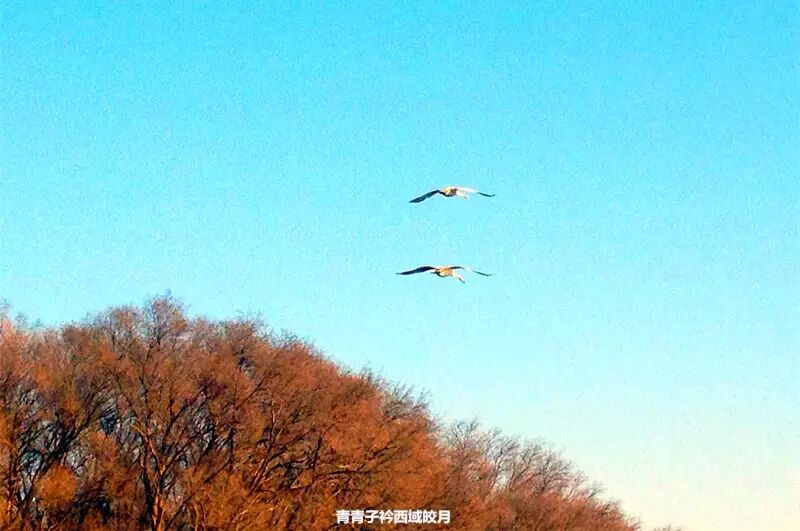 冬日来塞外江南看水上精灵 <wbr>英塔木天鹅湖