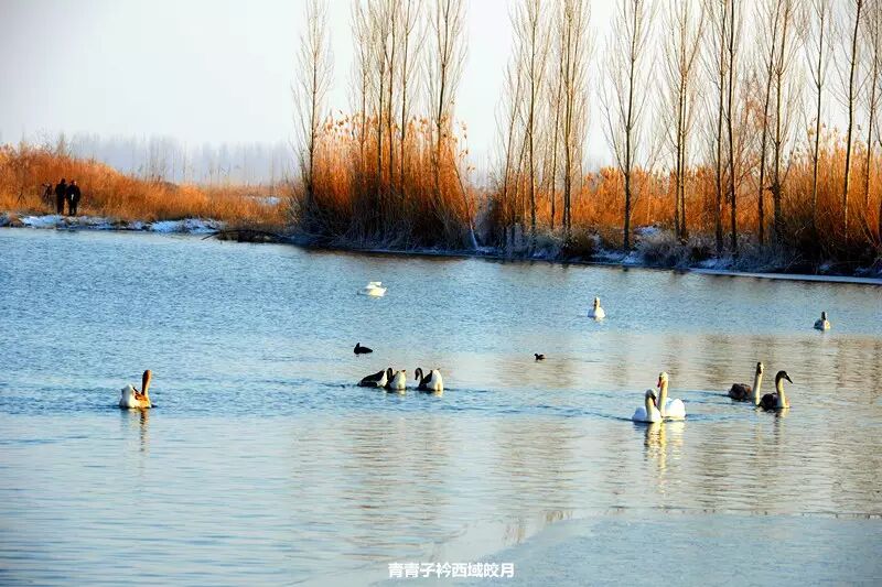 冬日来塞外江南看水上精灵 <wbr>英塔木天鹅湖