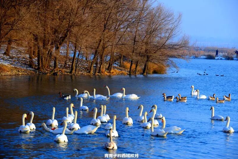 冬日来塞外江南看水上精灵 <wbr>英塔木天鹅湖