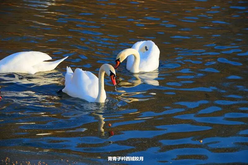 冬日来塞外江南看水上精灵 <wbr>英塔木天鹅湖