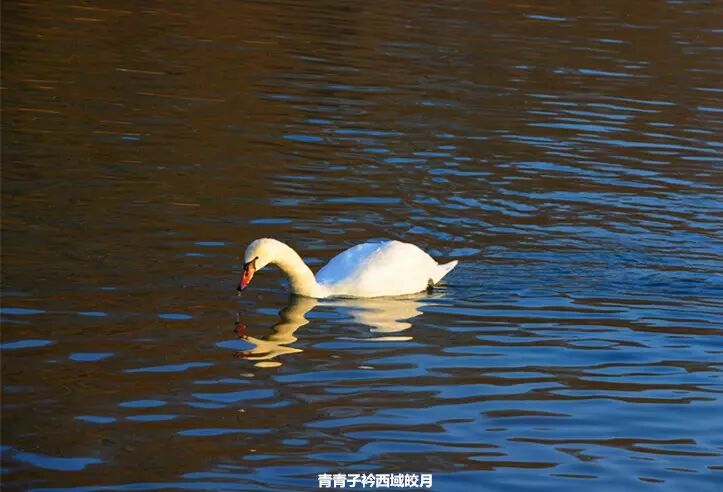 冬日来塞外江南看水上精灵 <wbr>英塔木天鹅湖