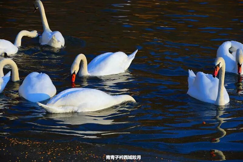 冬日来塞外江南看水上精灵 <wbr>英塔木天鹅湖