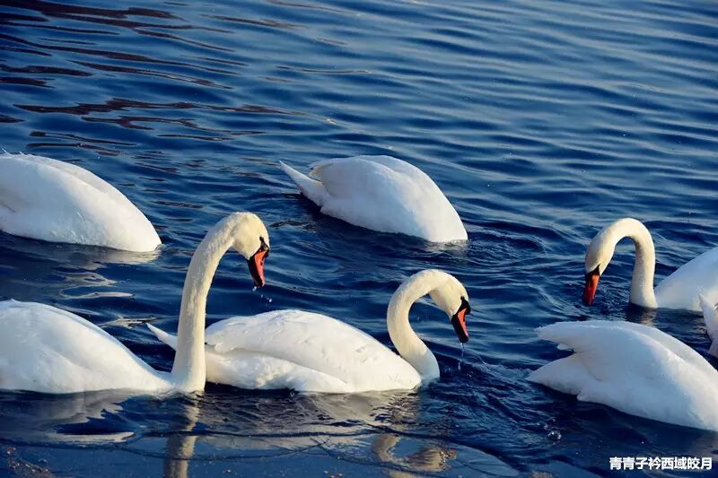 冬日来塞外江南看水上精灵 <wbr>英塔木天鹅湖