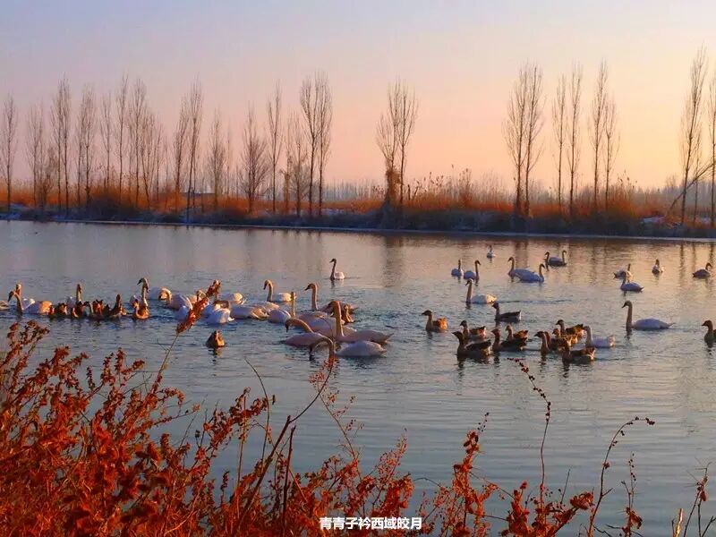 冬日来塞外江南看水上精灵 <wbr>英塔木天鹅湖
