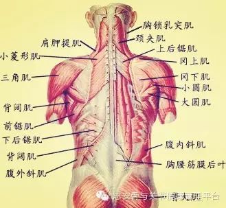 什么是腰肌劳损 腰肌劳损 症状