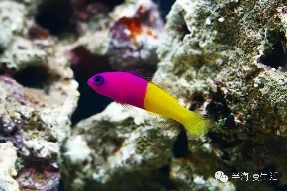  <wbr>《海底总动员》小丑鱼nemo那些明艳且性格迥异的伙伴们来到了真实世界