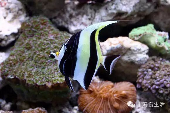  <wbr>《海底总动员》小丑鱼nemo那些明艳且性格迥异的伙伴们来到了真实世界