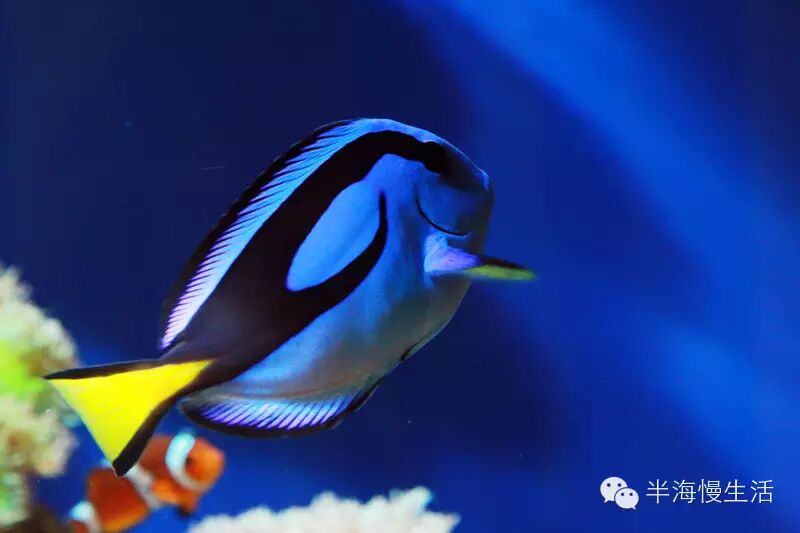  <wbr>《海底总动员》小丑鱼nemo那些明艳且性格迥异的伙伴们来到了真实世界