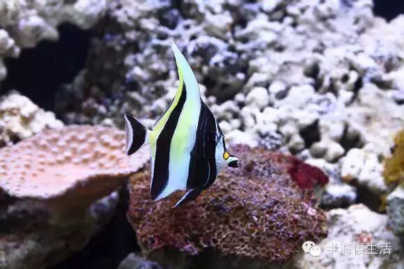  <wbr>《海底总动员》小丑鱼nemo那些明艳且性格迥异的伙伴们来到了真实世界