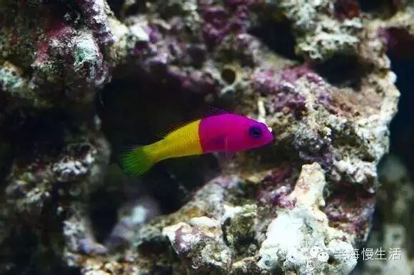  <wbr>《海底总动员》小丑鱼nemo那些明艳且性格迥异的伙伴们来到了真实世界