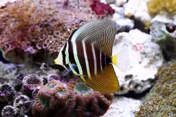  <wbr>《海底总动员》小丑鱼nemo那些明艳且性格迥异的伙伴们来到了真实世界