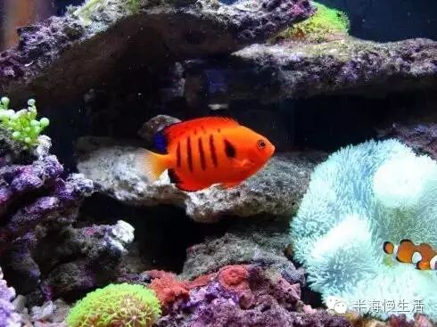  <wbr>《海底总动员》小丑鱼nemo那些明艳且性格迥异的伙伴们来到了真实世界