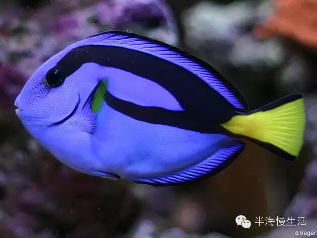  <wbr>《海底总动员》小丑鱼nemo那些明艳且性格迥异的伙伴们来到了真实世界