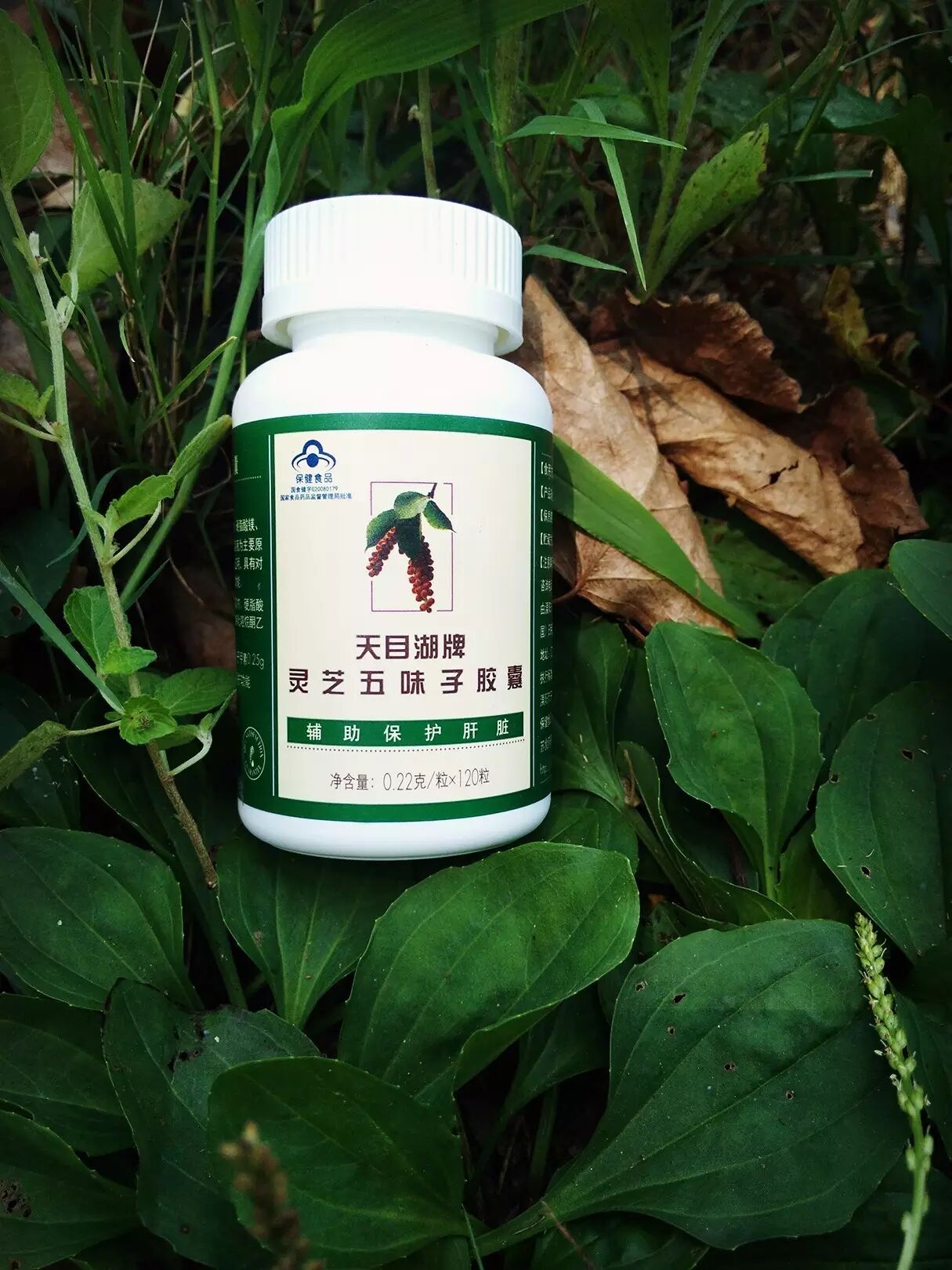 灵芝五味子：给你一个干净的肝脏