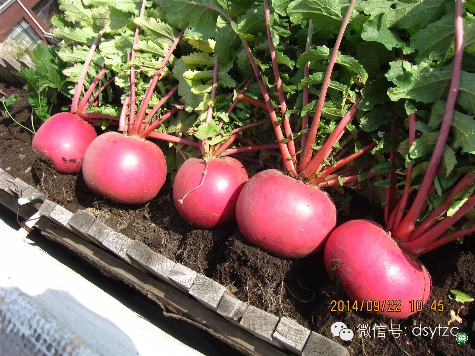 [转载]水萝卜的种植方法