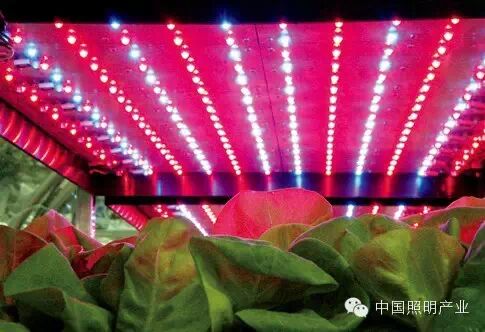 浙江新探索：LED植物照明“钱景”旺盛
