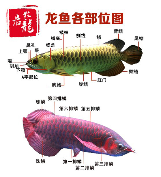 龙鱼入门宝典 必须知道的一些名词 龙巅商城小编 新浪博客