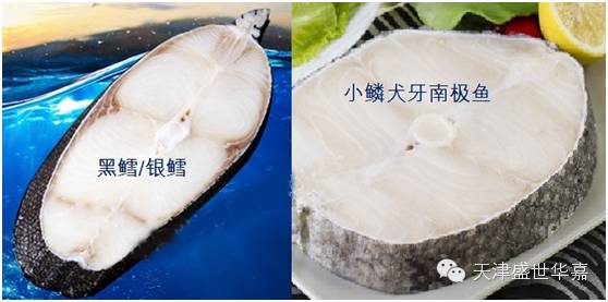 裸盖鱼 又名黑鳕 真正的 银鳕鱼 天津盛世华嘉商贸有限公司进口海鲜澳洲牛排进口牛肉
