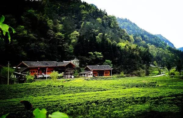 利川市沙溪乡,南坪乡荣获"省级生态乡镇"称号