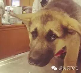 汪~下次，能别再骗我来医院了，好吗？